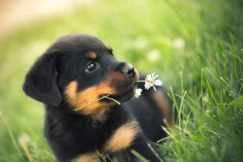 small-spos11163-poster-rottweiler-dogs-dog-puppy-cute-baby-original-imaghyv47jcteuua small-spos11163-poster-rottweiler-dogs-dog-puppy-cute-baby-original-imaghyv47jcteuua